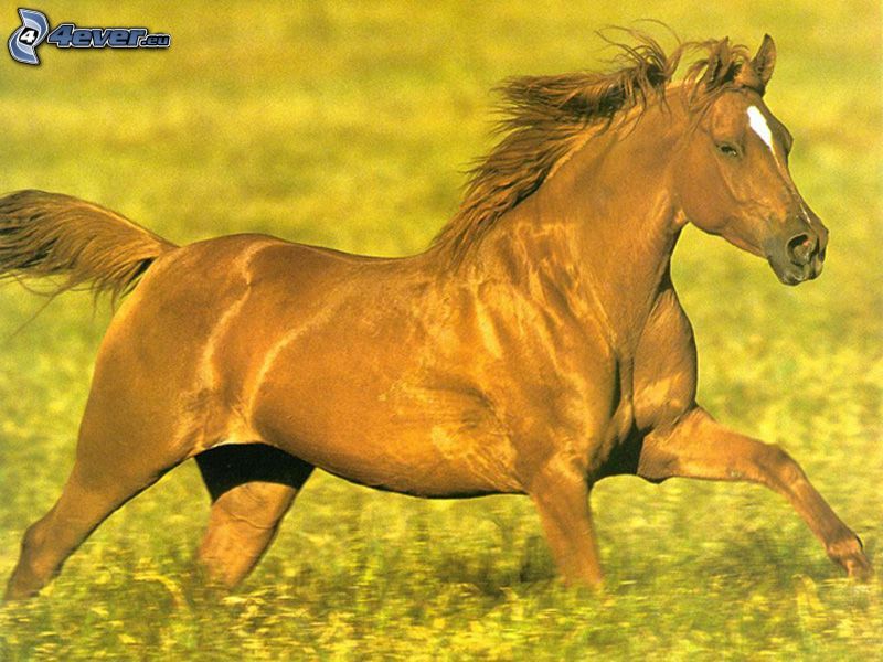 cavallo in corsa