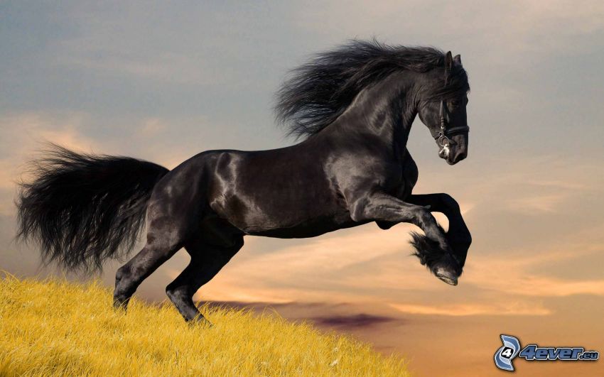 cavallo nero