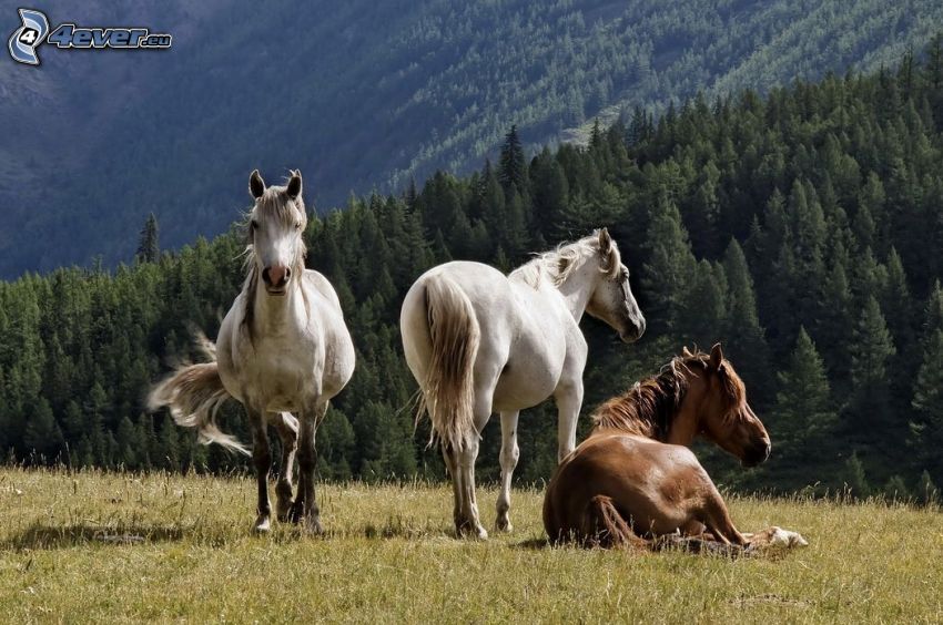 mandria di cavalli, cavalli bianchi, cavallo marrone, prato, alberi di conifere, colline