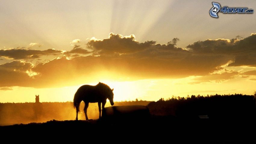 siluette di cavalli, tramonto, raggi del sole dietro le nuvole