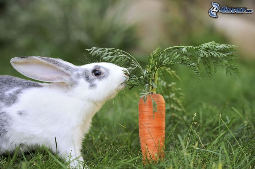 coniglio, carote