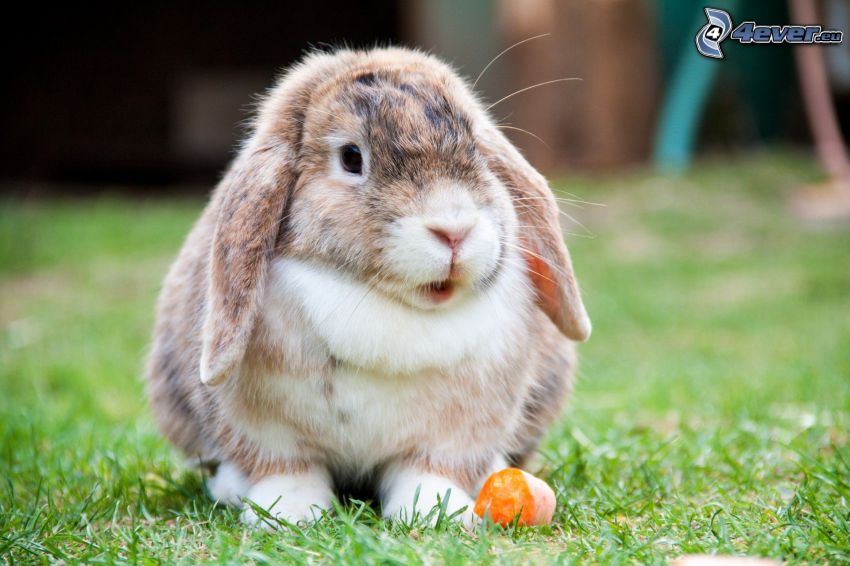 coniglio, carote