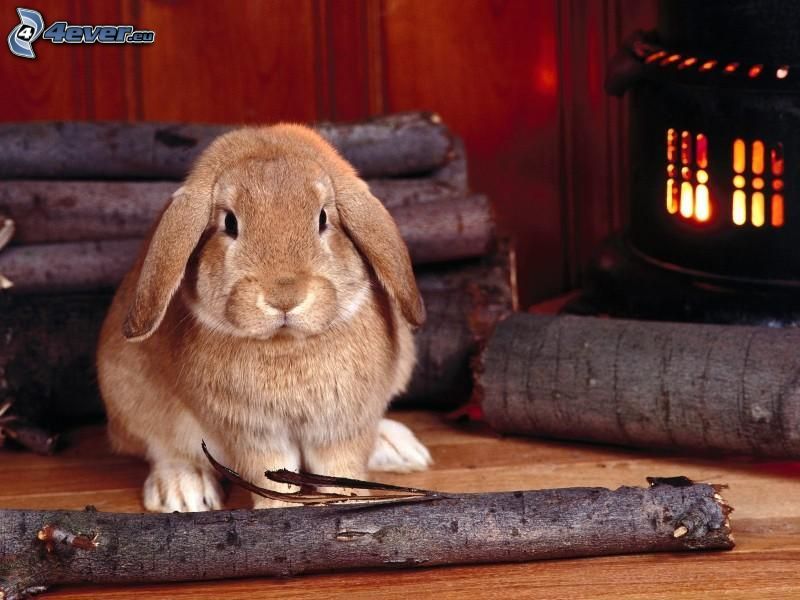 coniglio, legno, fuoco