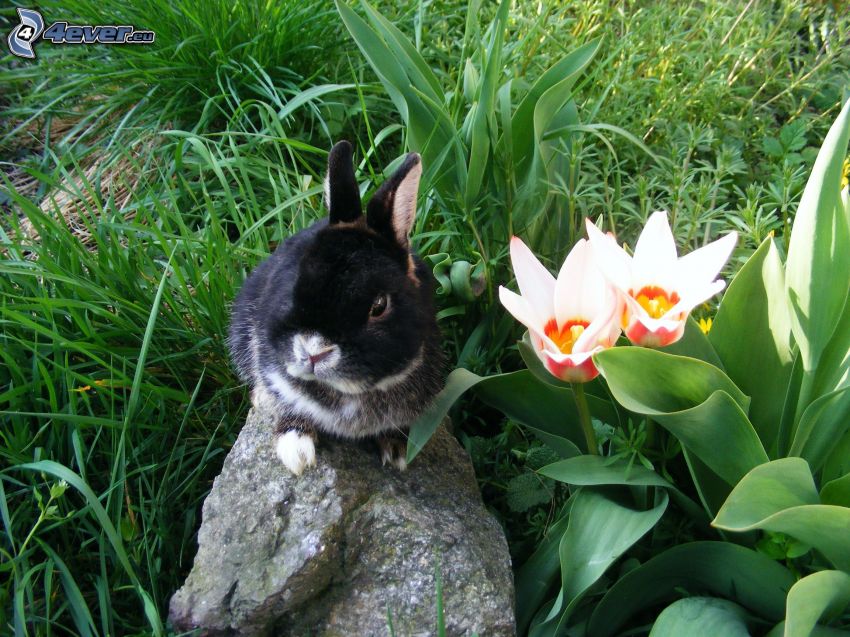 coniglio, pietra, tulipani, l'erba