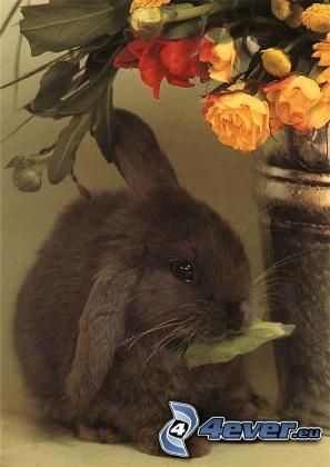 coniglio nero, vaso da fiori