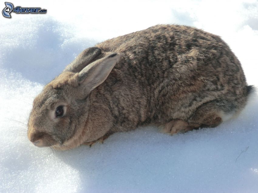 coniglio sulla neve