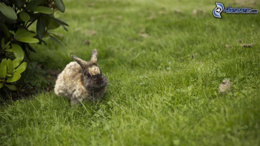 coniglio sull'erba