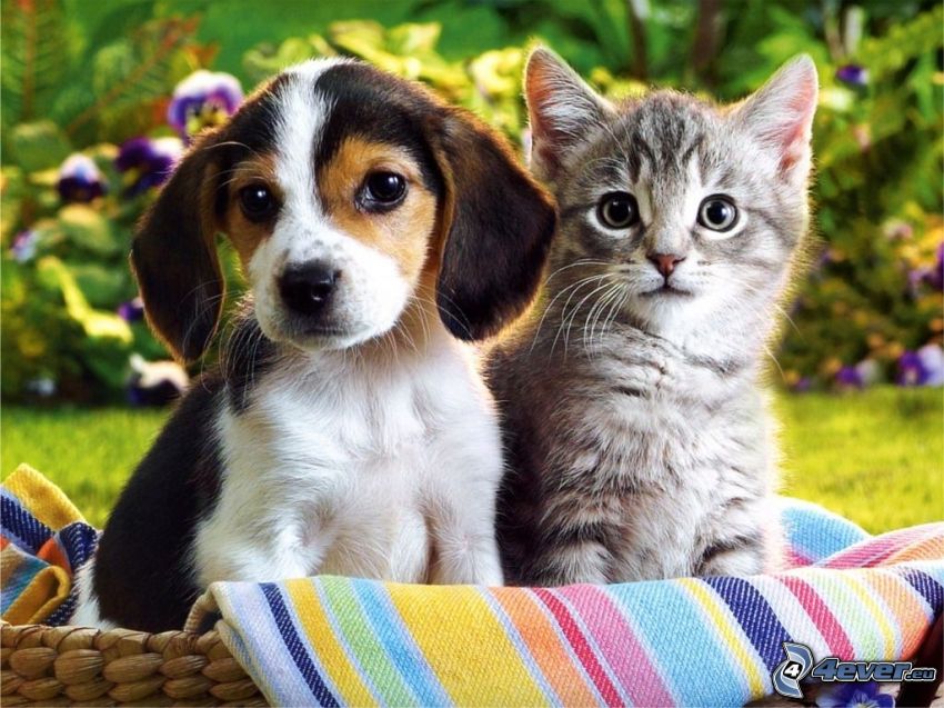 Cucciolo e gattino, beagle cucciolo, piccolo gattino grigio, cesto