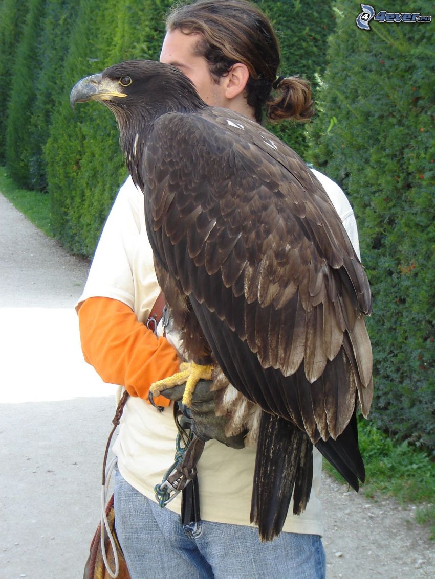 falcone, uccello rapace, falconiere, uomo, piume