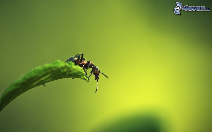formica, foglia verde