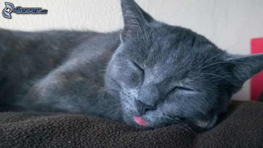 british shorthair, gatto addormentato, la lingua fuori