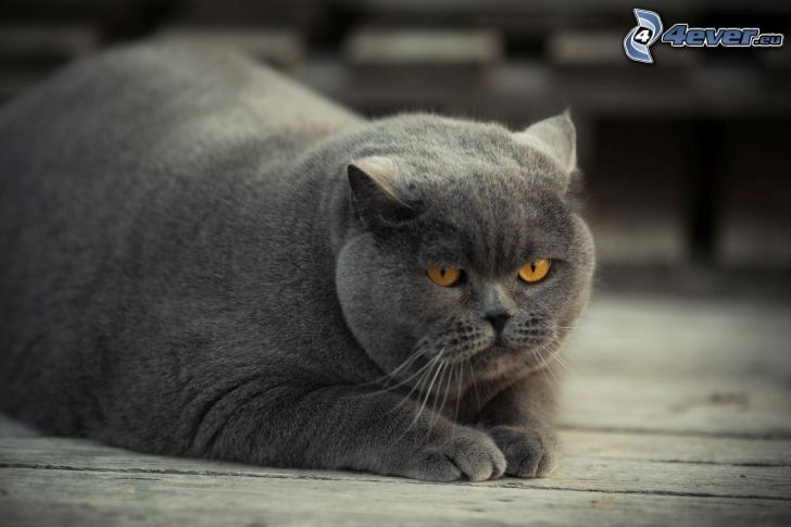 british shorthair