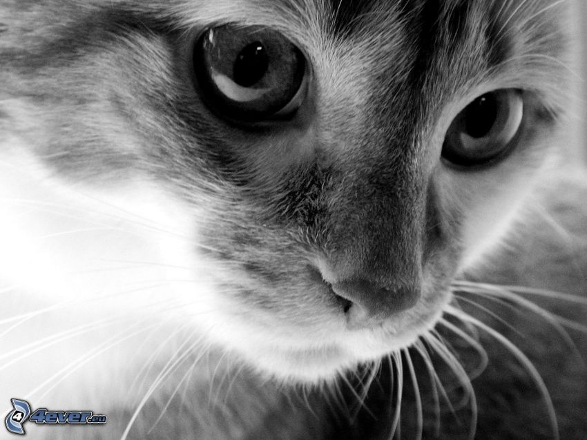 faccia di gatto, foto in bianco e nero