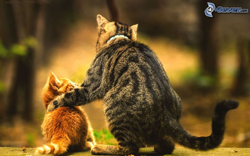 gatti, piccolo gattino rosso, abbraccio