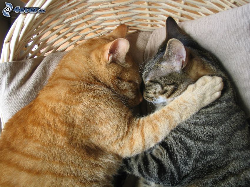 gatti addormentati, abbraccio, gatti nel paniere