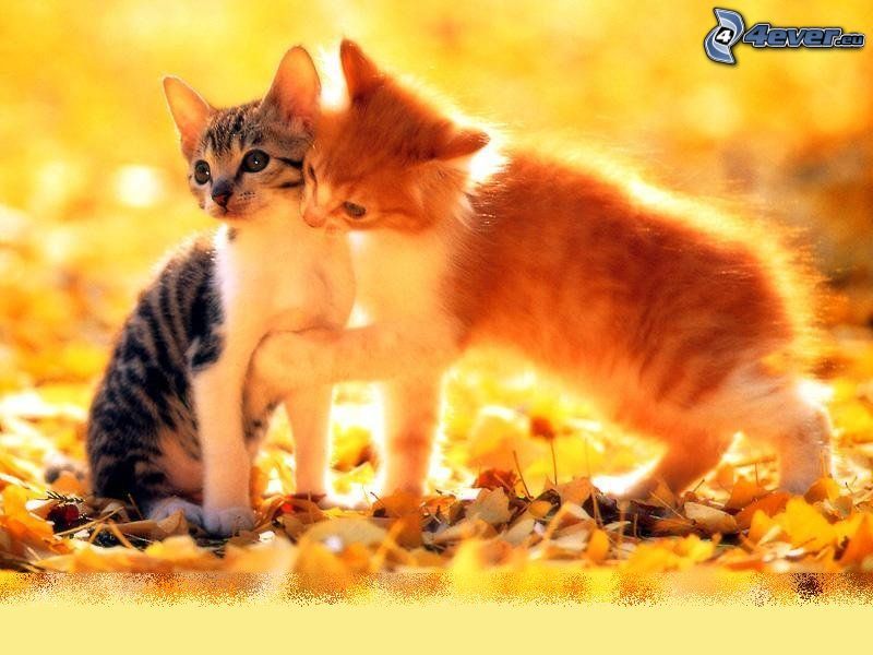 gattini che giocano, foglie gialle