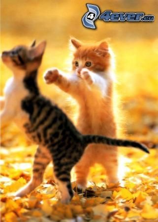 gattini che giocano, foglie gialle