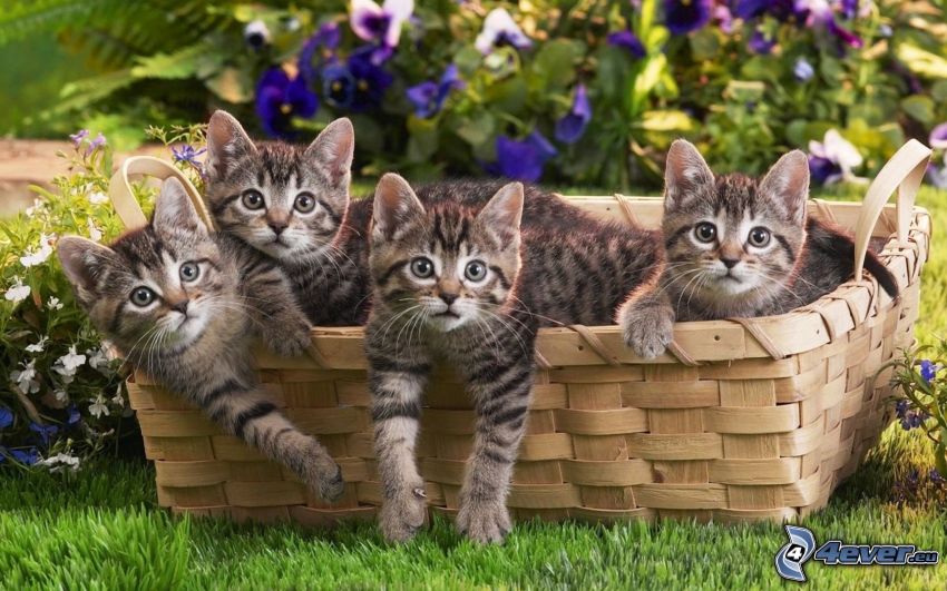 gattini in un cesto