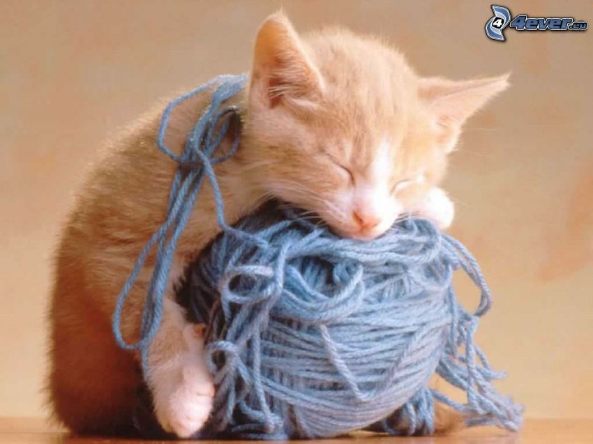 gattino addormentato, gomitolo, lana