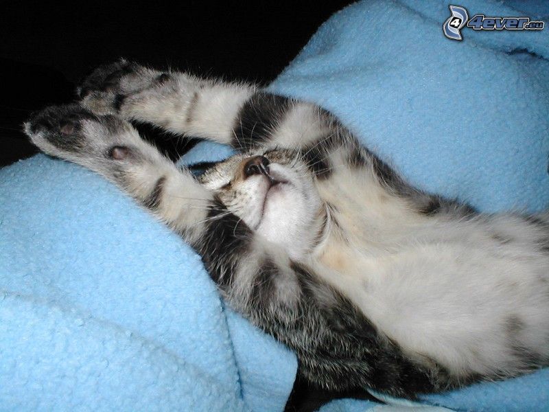 gattino addormentato, poltroneria