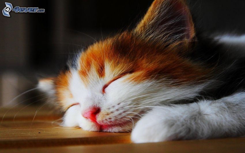 gattino addormentato