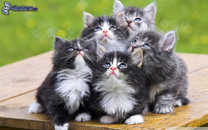 gattino grigio