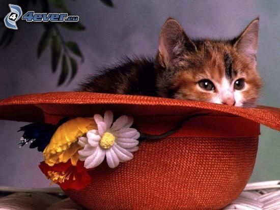 gattino macchiato, cappello, fiori