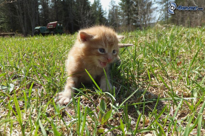 gattino marrone, l'erba