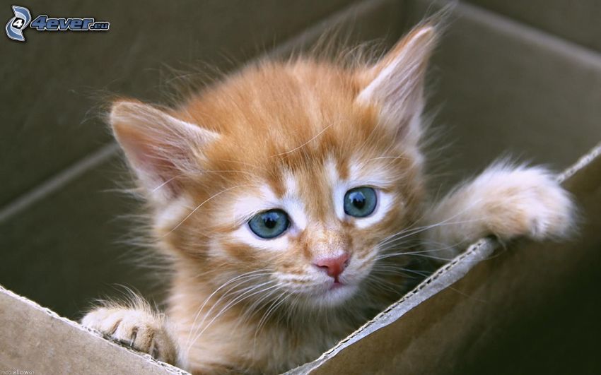 gattino marrone, scatola