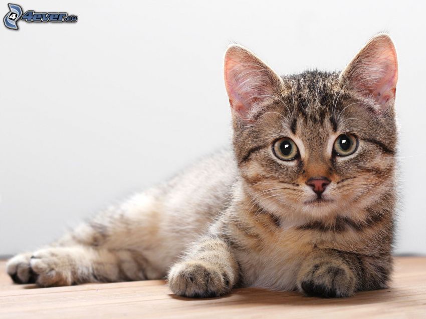 gattino marrone, sguardo