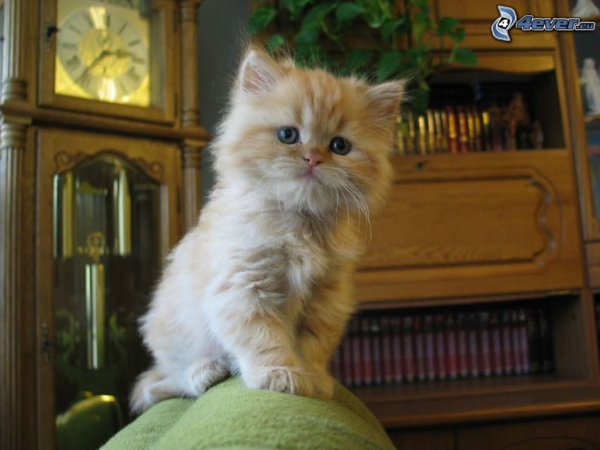 Gattino sul divano