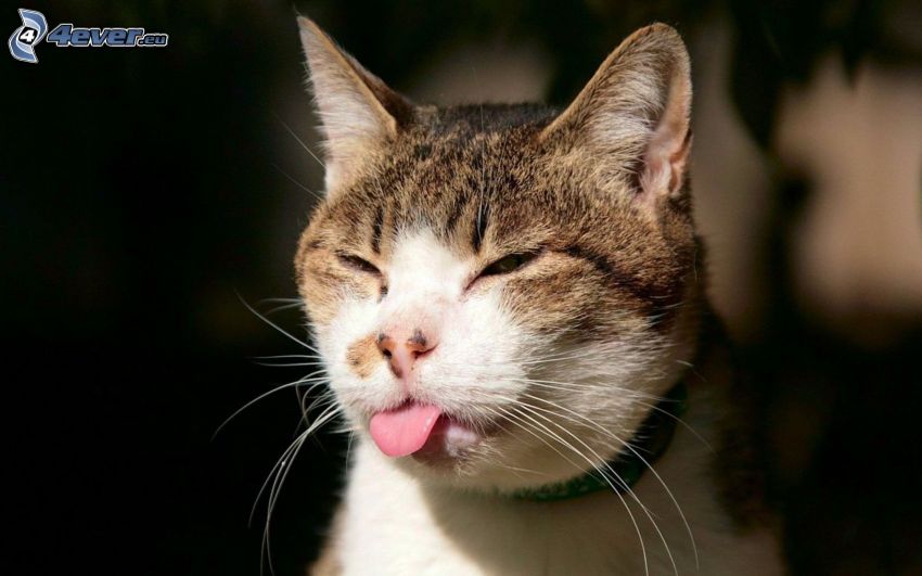 gatto, la lingua fuori
