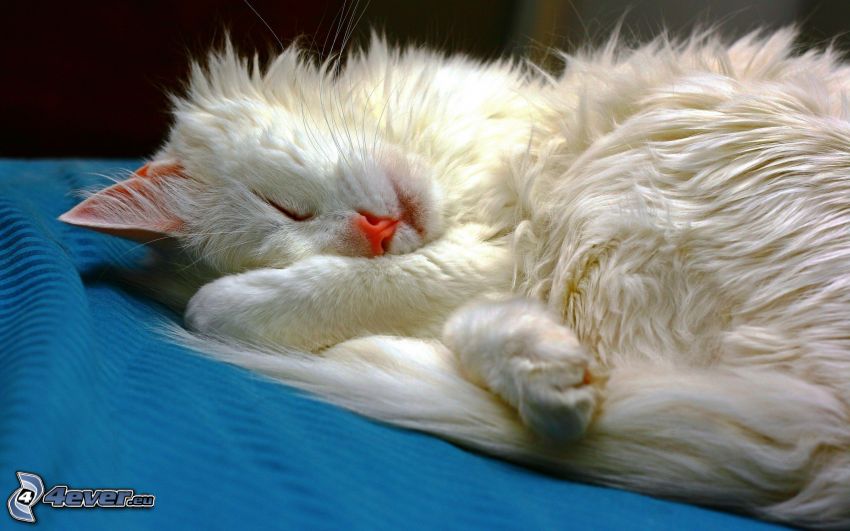 gatto addormentato, gatto bianco