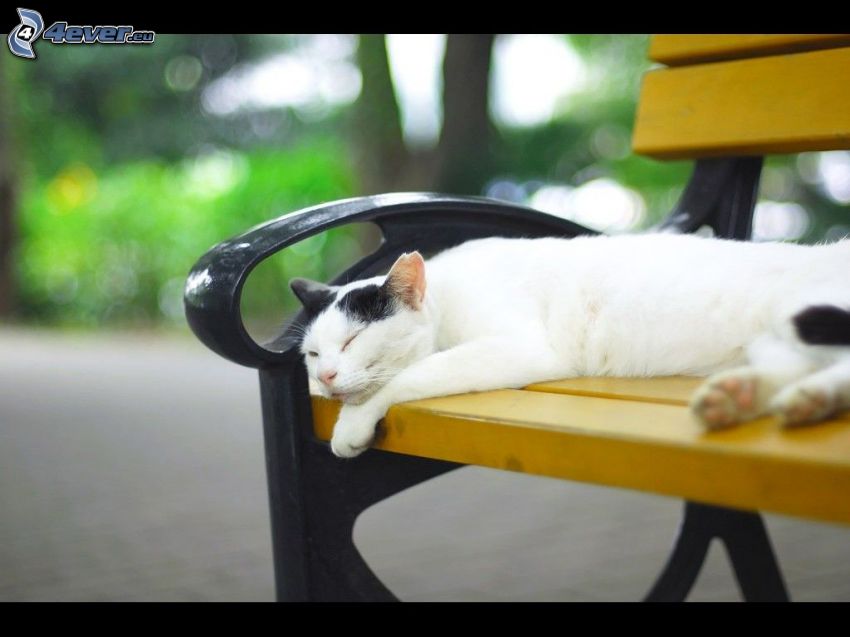 gatto addormentato, panchina