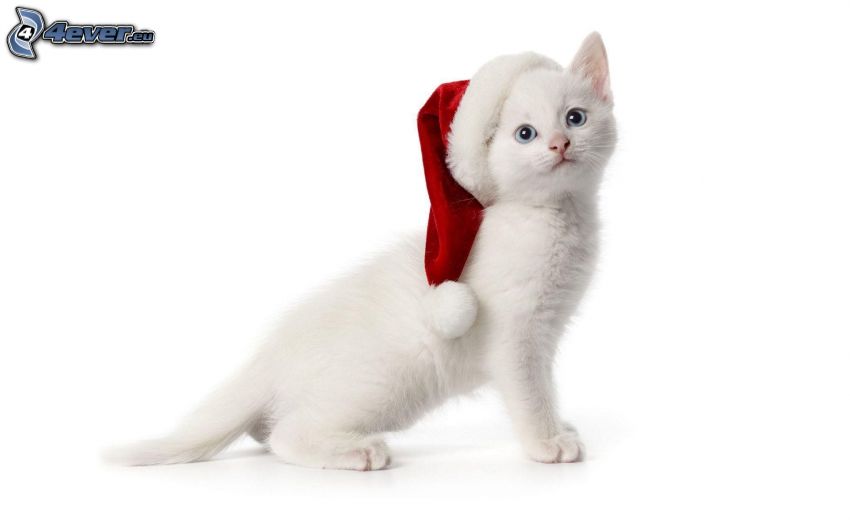 gatto bianco, cappello di babbo natale