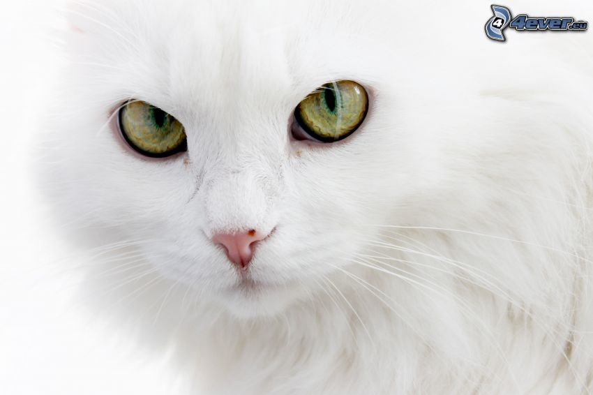 gatto bianco