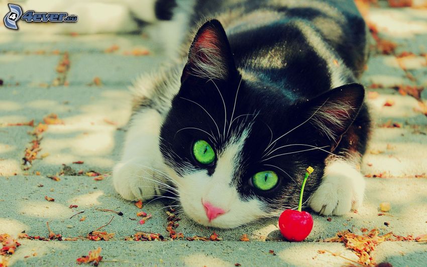 gatto bianco-nero, marciapiede, ciliegia