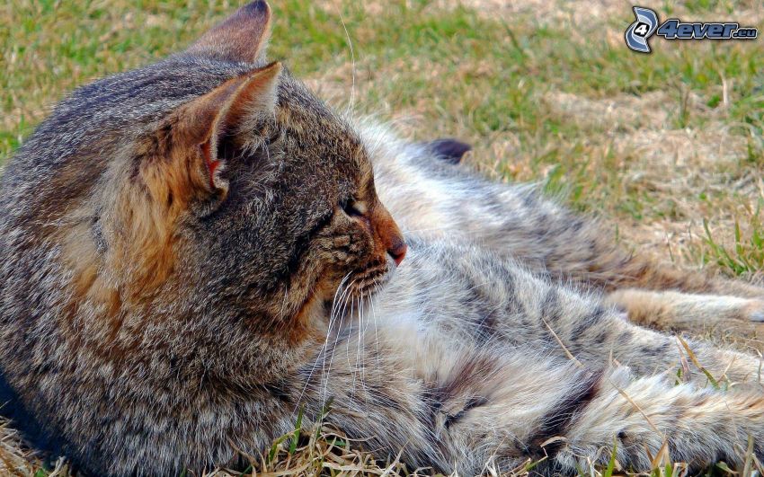 gatto che sull'erba, riposo