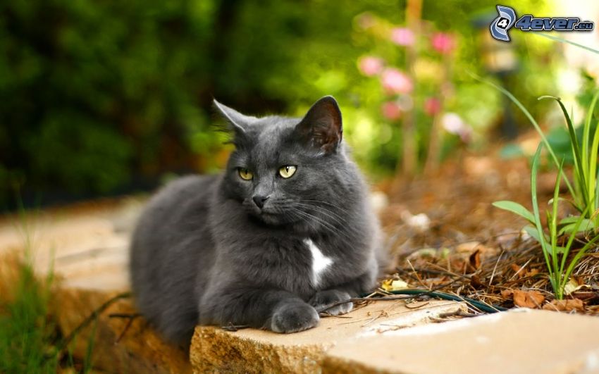 gatto grigio, sguardo
