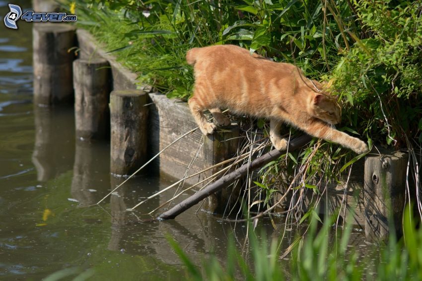 gatto marrone, acqua