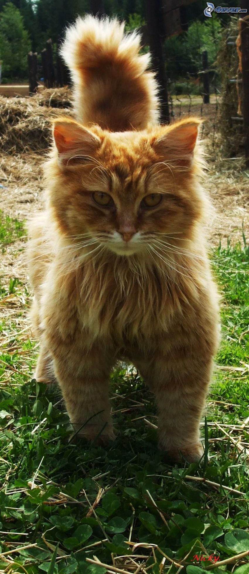 gatto marrone