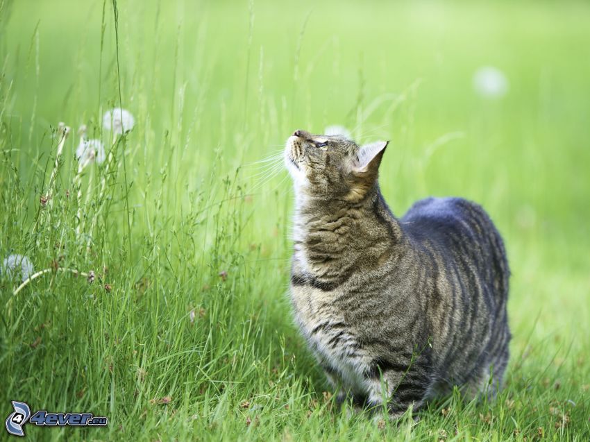 gatto nell'erba