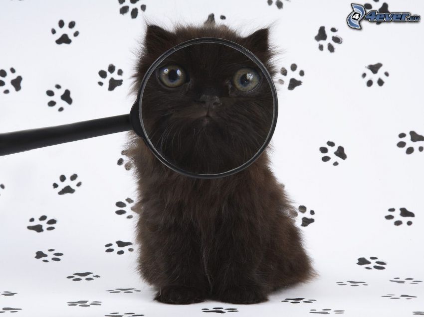 gatto nero, lente, tracce del gatto