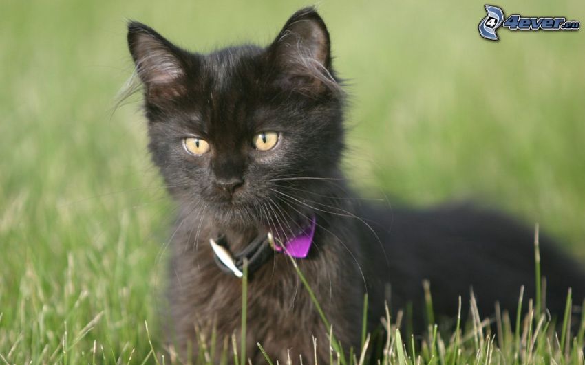 gatto nero, l'erba, sguardo