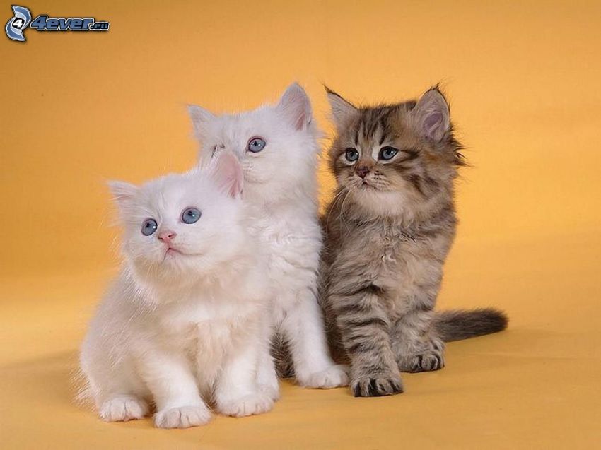 gatto persiano, gattini