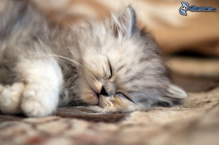 gatto persiano, gattino addormentato