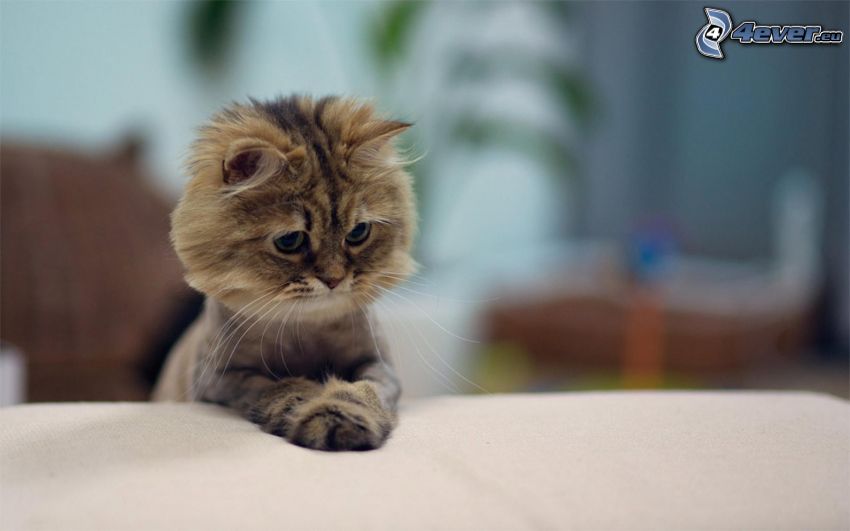 gatto persiano, gattino marrone