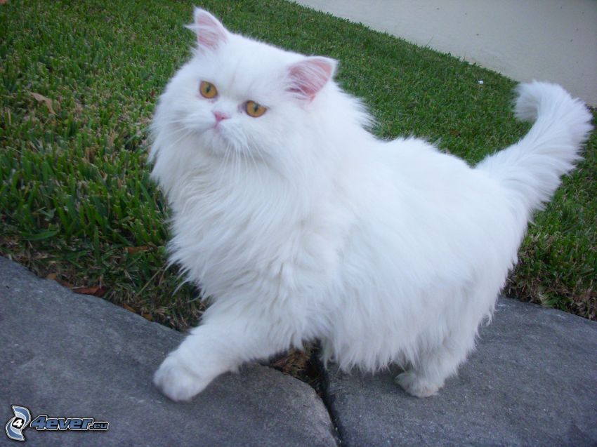 gatto persiano, gatto bianco
