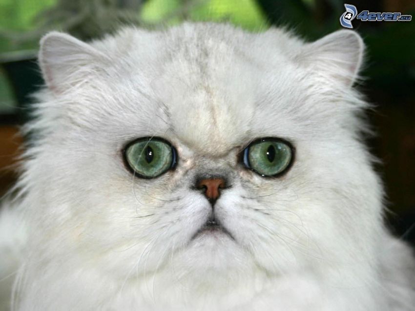 gatto persiano, gatto bianco