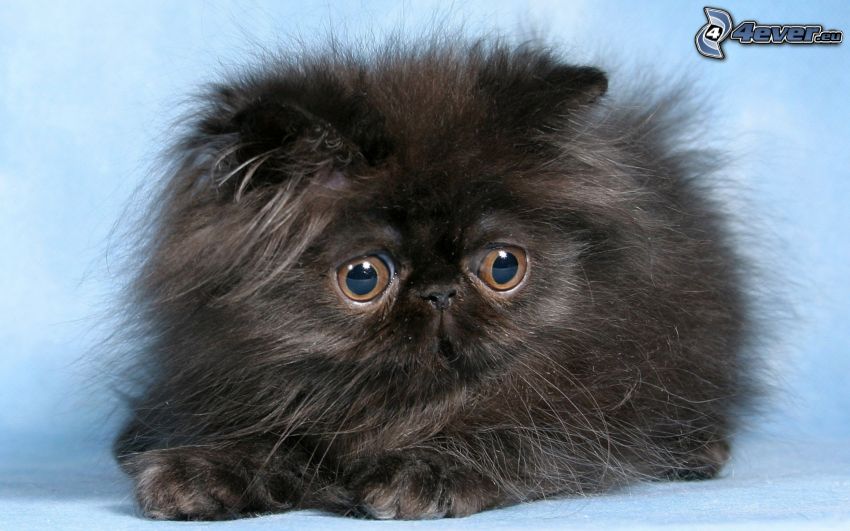 gatto persiano, gatto nero